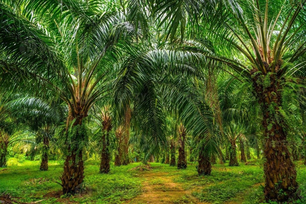 Plantation de palmier à huile — ECA HOLDING